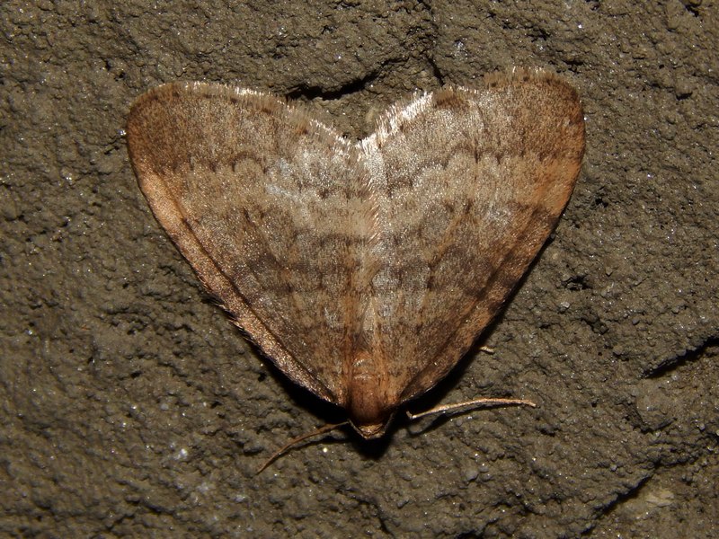 Geometridae da identificare